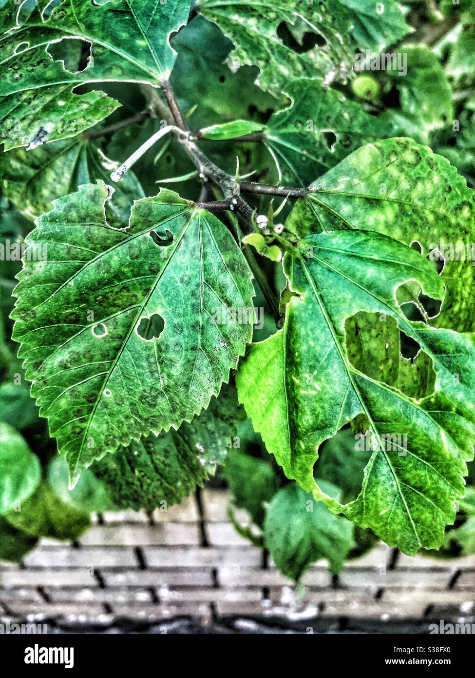 Caterpillar eaten leaves Stock Photo Alamy