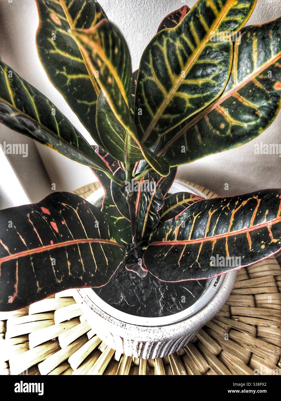 Croton pot plant Stock Photo Alamy