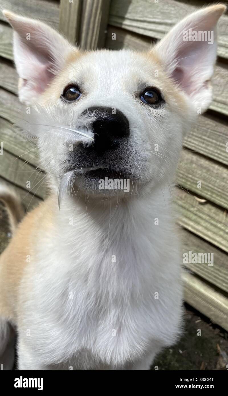 Alaskan shepherd husky best sale mix