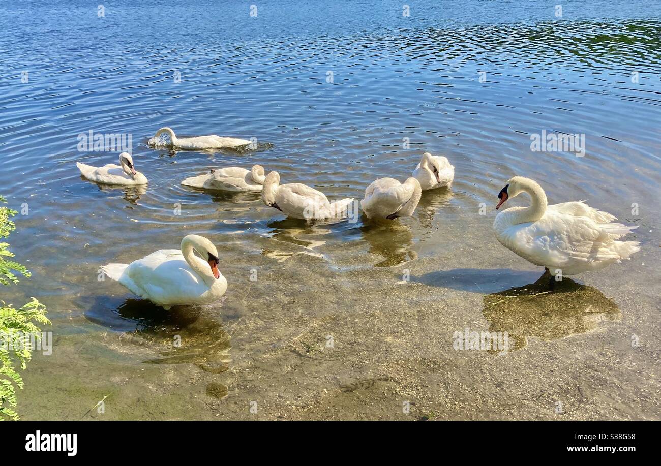 Swan family - Smartphone Captured Stock Image
