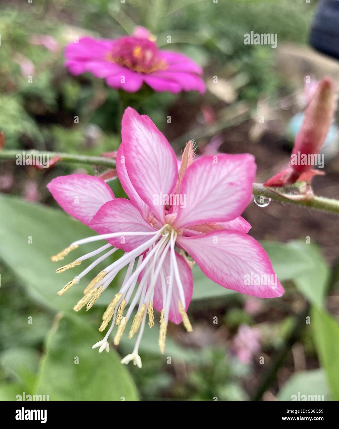 Pink Indian feather flower - Smartphone Captured Stock Image