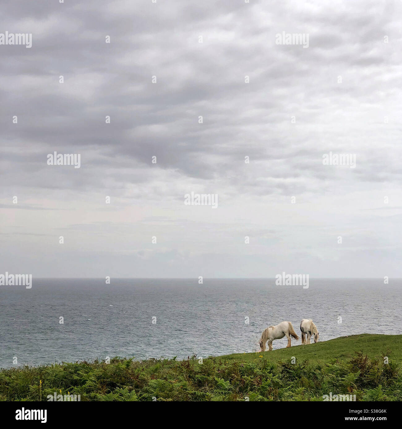 Wild ponies on the cliffs. - Smartphone Captured Stock Image