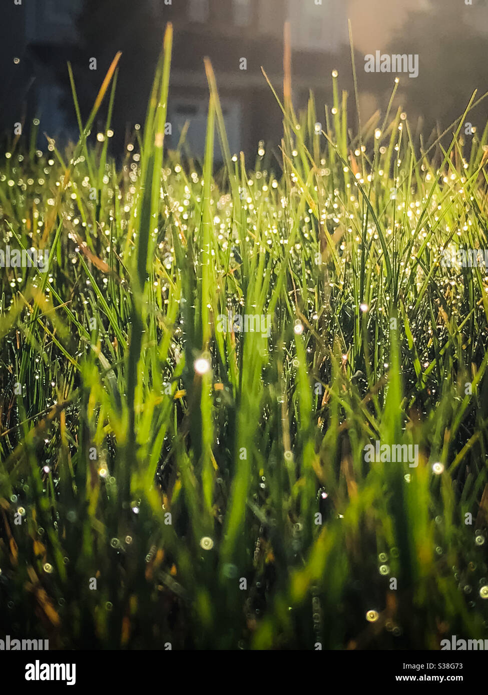 Macro closeup of dew on the grass - Smartphone Captured Stock Image