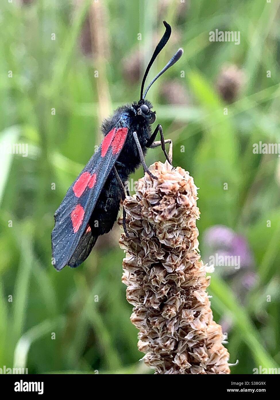 black and red moth