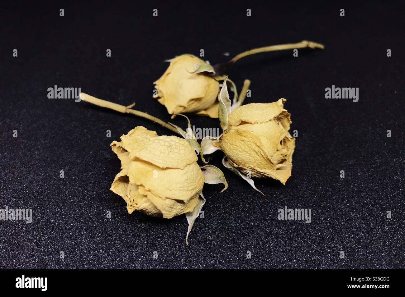 Spray roses hi-res stock photography and images - Alamy