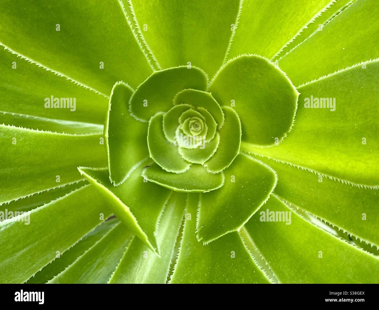 Close up of Aeonium succulent Stock Photo