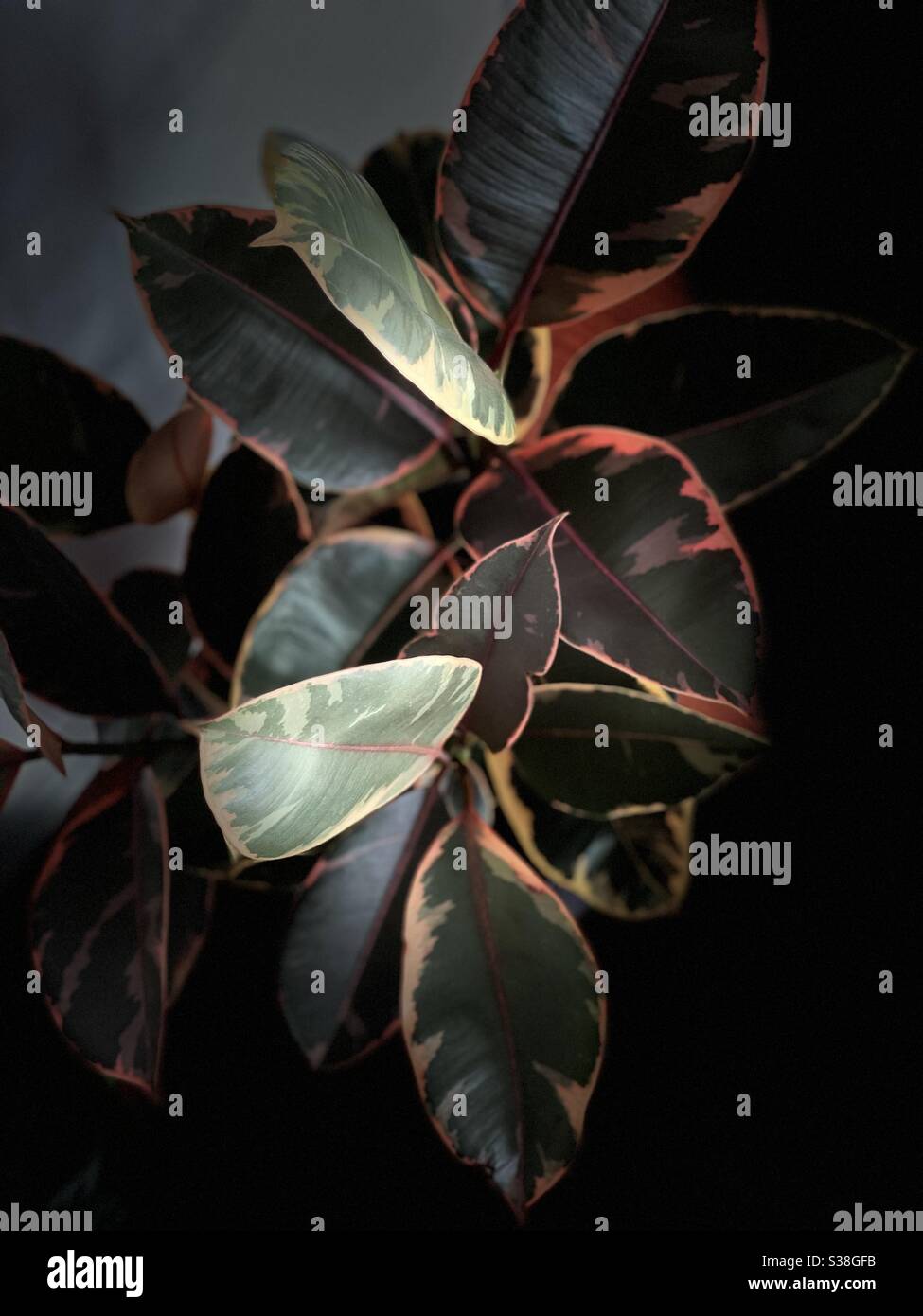 Ruby Ficus indoor plant Stock Photo