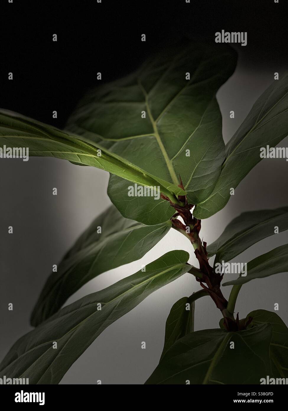 Fiddle leaf fig indoor plant Stock Photo