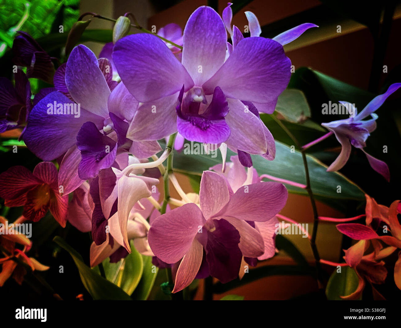 Purple and rose colored orchids Stock Photo