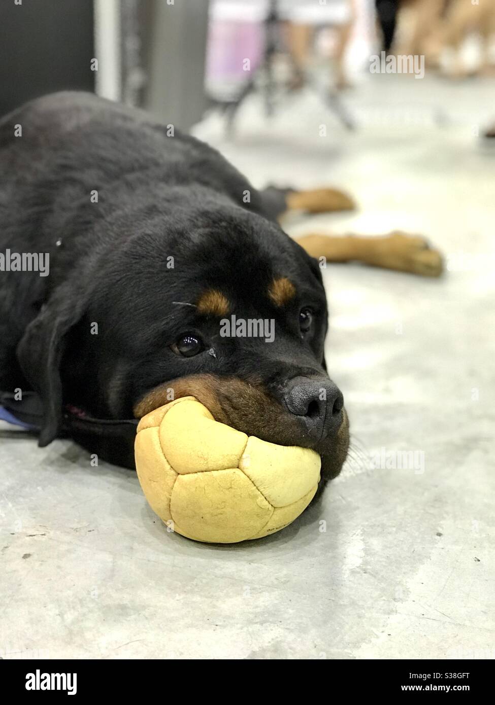 Rottweiler balls clearance