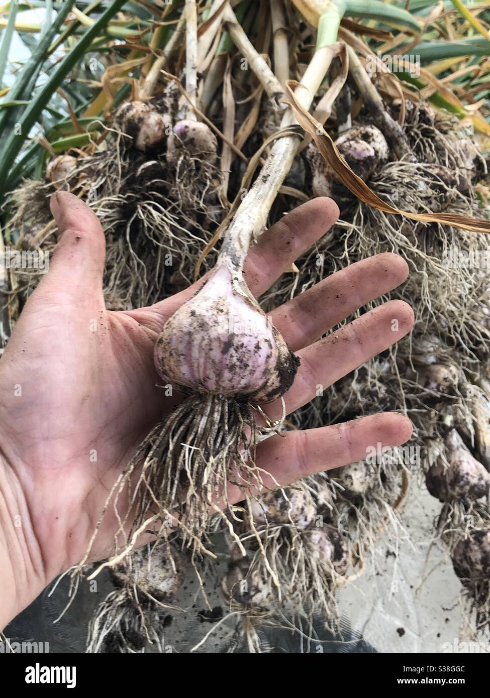 Harvesting garlic form the harden Stock Photo