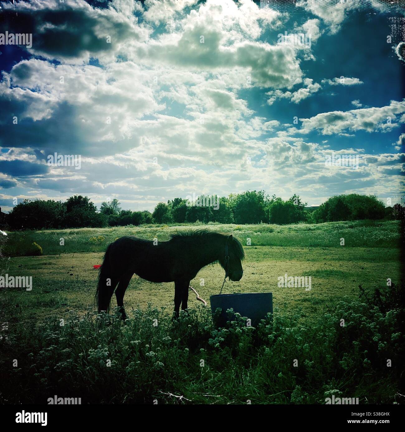 Ponny horse side view - Smartphone Captured Stock Image