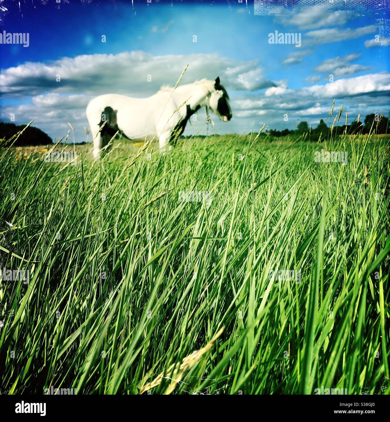 Green lush and pony horse defocused - Smartphone Captured Stock Image