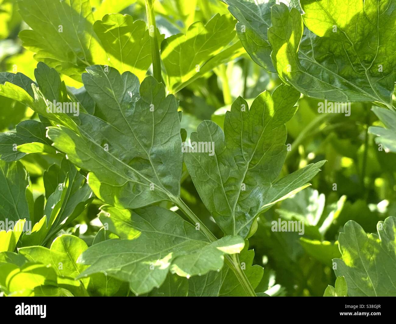 Flat leaf parsley growing in the garden Stock Photo Alamy