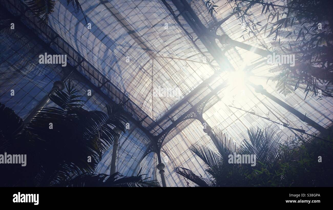 A photograph of the inside of the roof of an old Victorian style glasshouse in Edinburgh’s National Botanical Gardens. Tropical palm trees and flora. - Smartphone Captured Stock Image