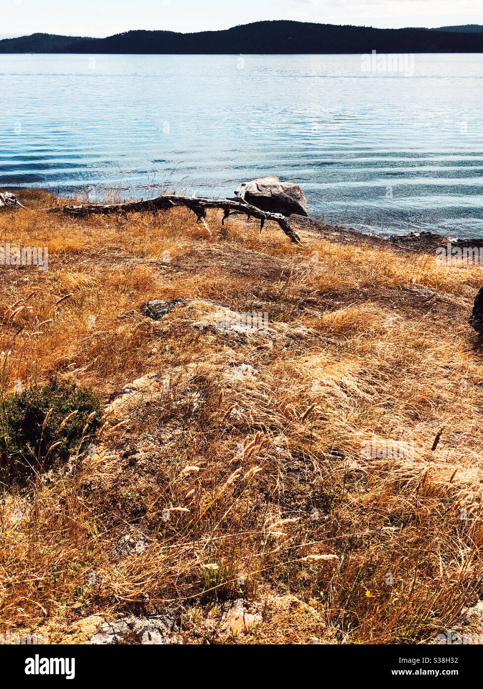 Golden dry grass on rocks of Jones Island in San Juan Islands archipelago - Smartphone Captured Stock Image