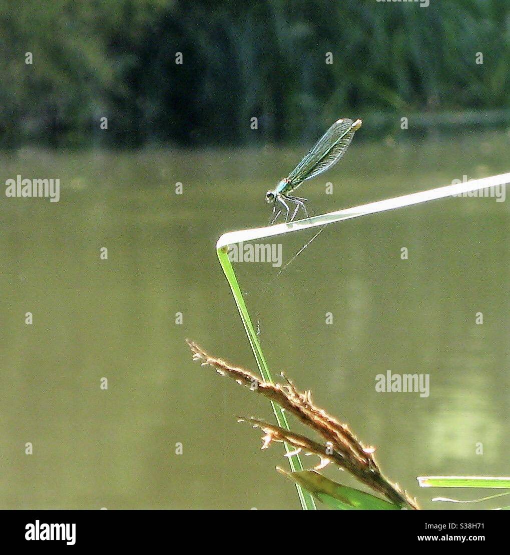 Dragonfly sitting on the reeds of the banks of the Great River Ouse, Bedford, Bedfordshire, England, UK. - Smartphone Captured Stock Image