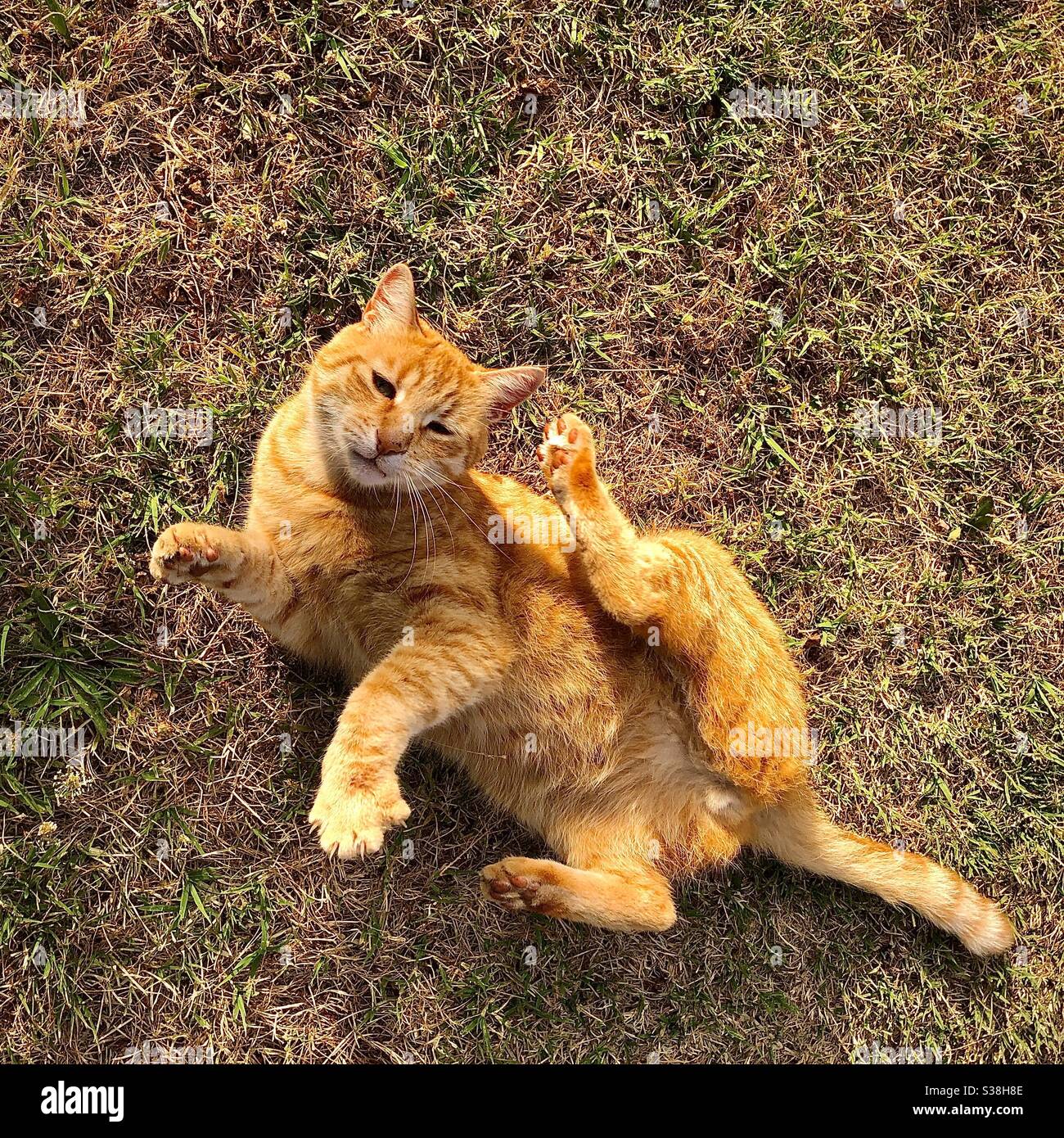 Ginger tomcat scratching an itch. Stock Photo