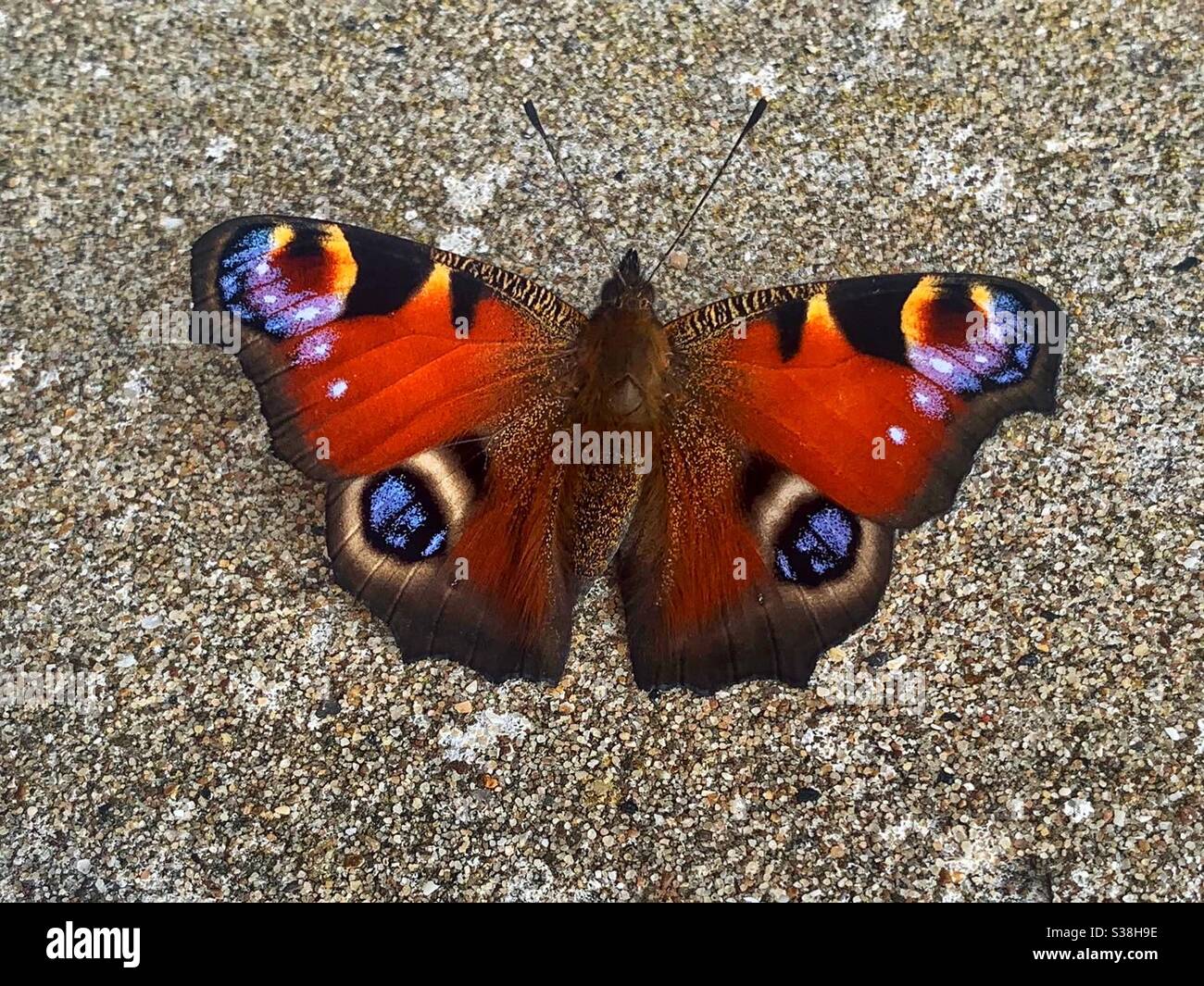 Peacock Butterfly - Smartphone Captured Stock Image