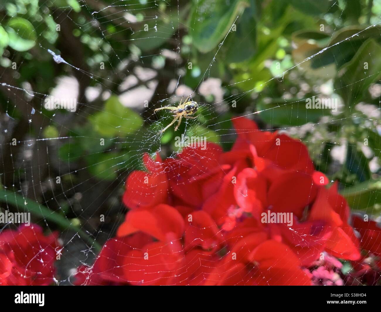 Spider and pelargonium Araña y geranio Stock Photo