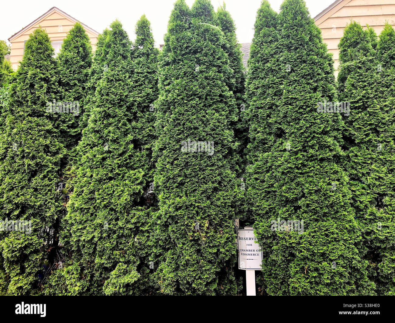 Row of tall green identical trees, possibly arborvitae, by two beige houses and with a white sign - Smartphone Captured Stock Image