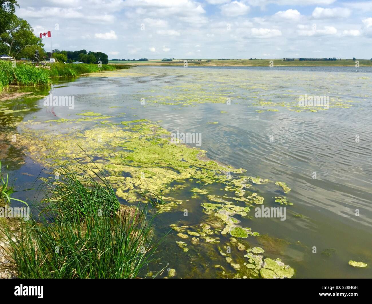 Bluegreen algae, Eagle Lake, Alberta, Canada , lake slough , lake