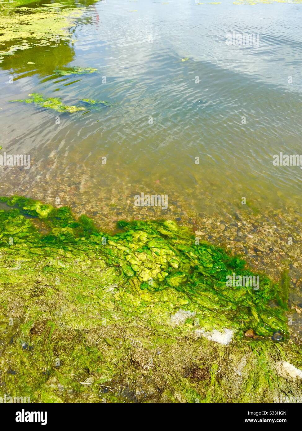Bluegreen algae, Eagle Lake, Alberta, Canada , lake slough , lake