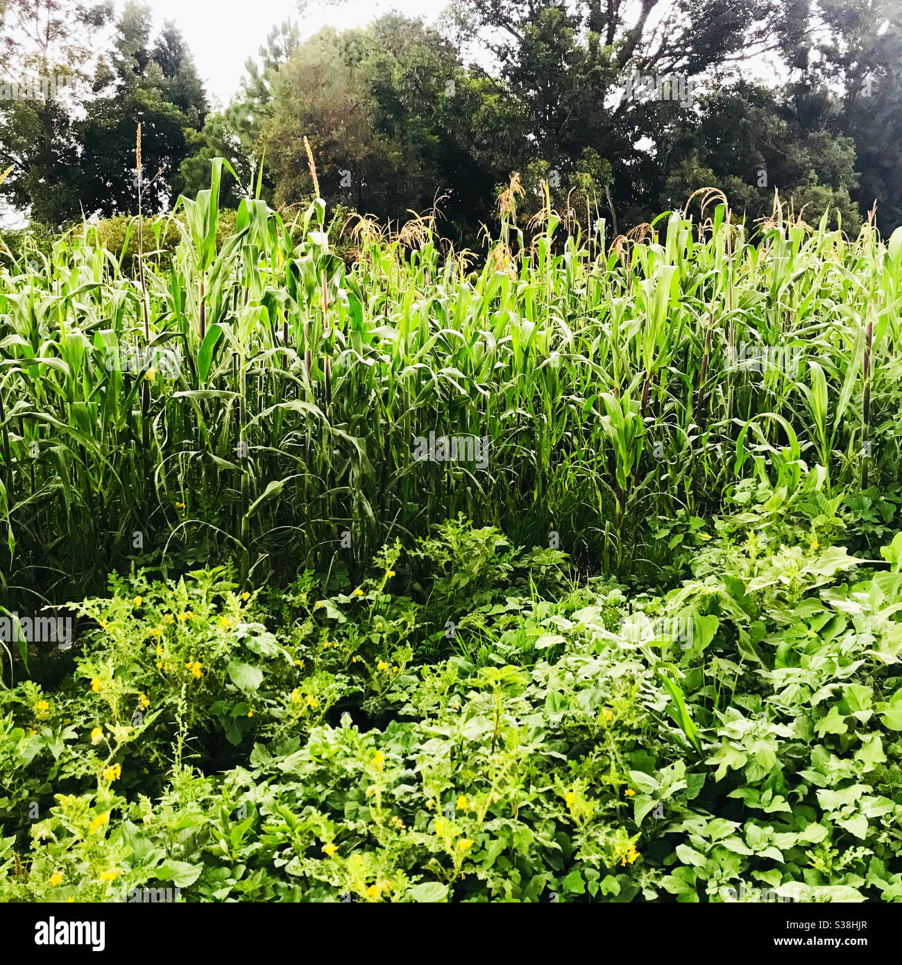 Maiz de campo hi-res stock photography and images - Alamy