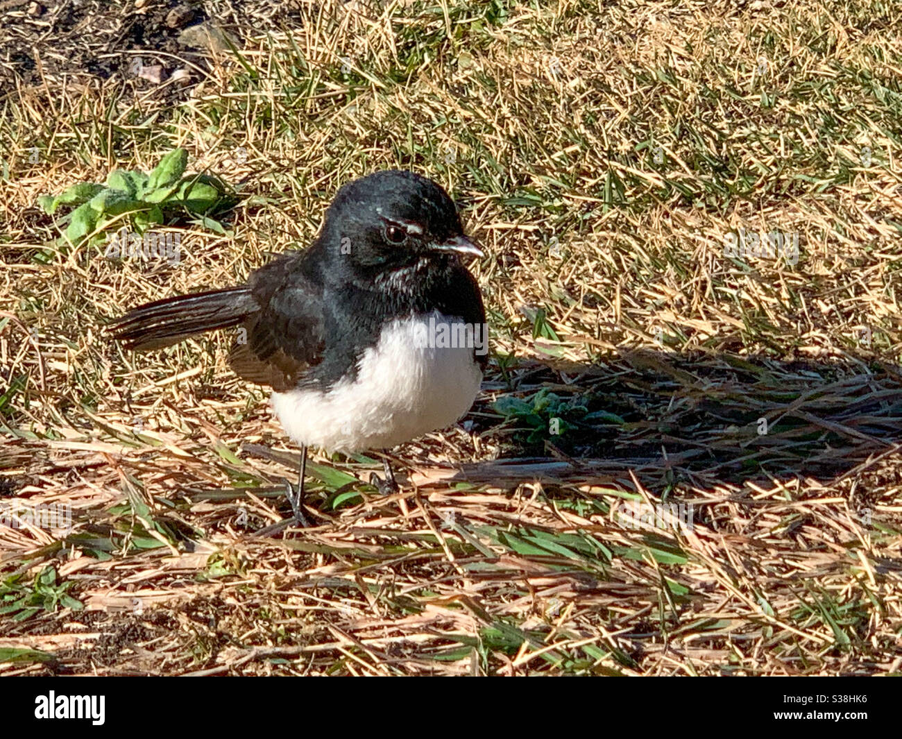 Tiny black and white feathered Willy Wagtail bird standing on the ground - Smartphone Captured Stock Image