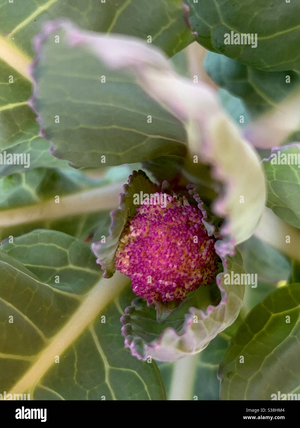 A purple cauliflower just beginning to grow - Smartphone Captured Stock Image