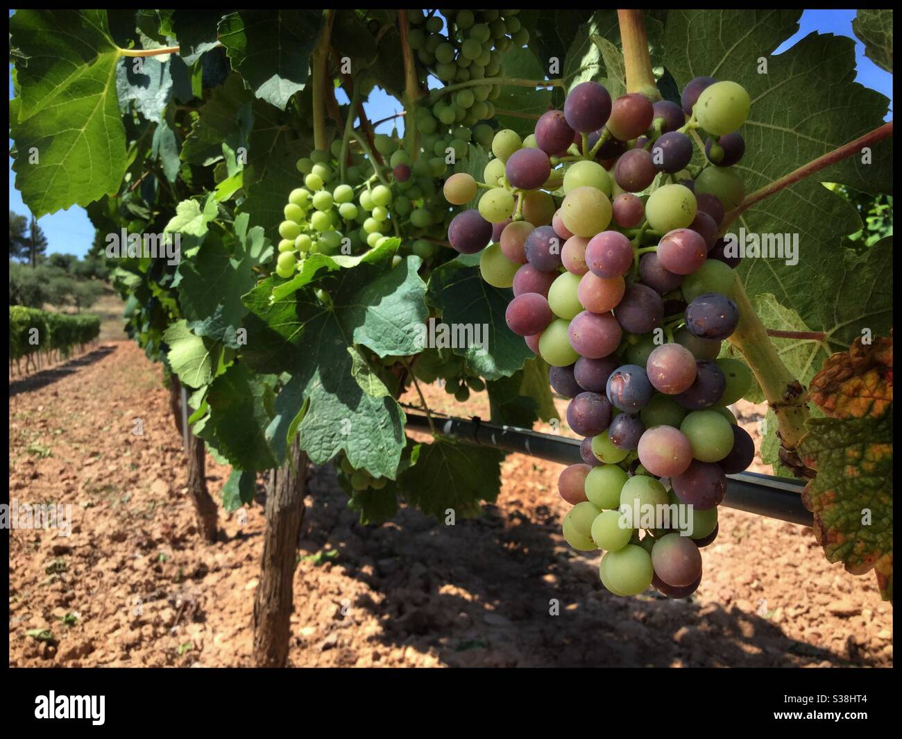 Syrah grapes undergo the first stage of ripening, called véraison, Catalonia, Spain. - Smartphone Captured Stock Image