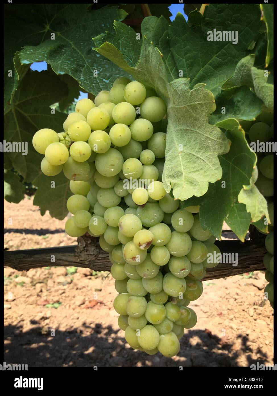 Pedro Ximénez grapes at the first stage of ripening, called véraison, Catalonia, Spain. - Smartphone Captured Stock Image