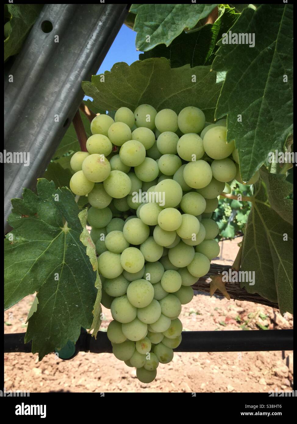 Pedro Ximénez grapes at the first stage of ripening, called véraison, Catalonia, Spain. - Smartphone Captured Stock Image