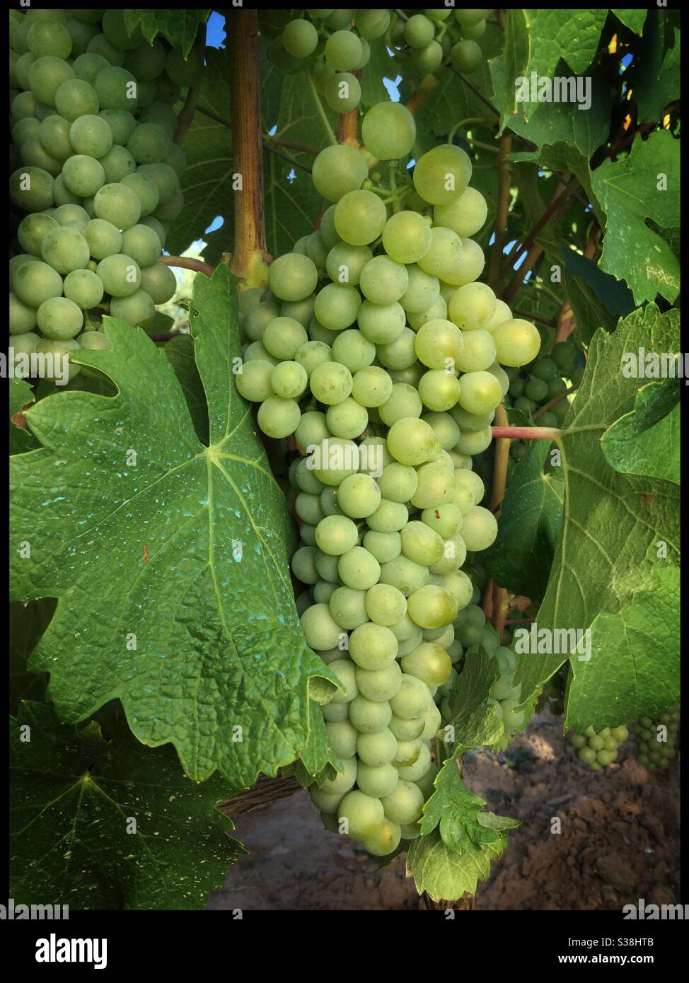 Viognier grapes at the first stage of ripening, called véraison, Catalonia, Spain. - Smartphone Captured Stock Image