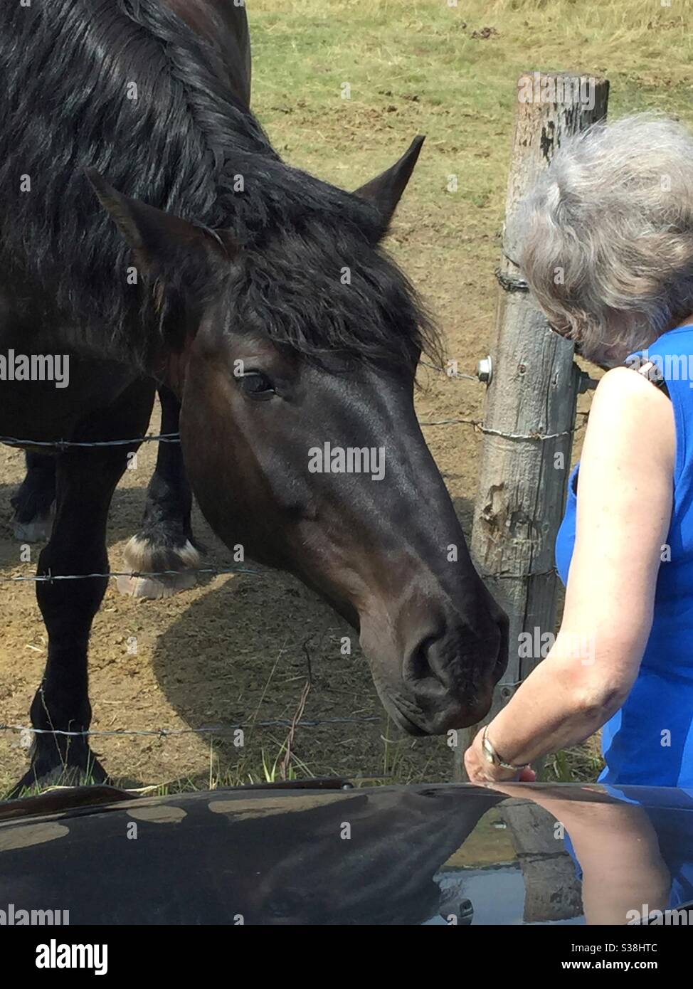 Woman giving a horse a few carrots, friendly, gently giant, Percheron - Smartphone Captured Stock Image