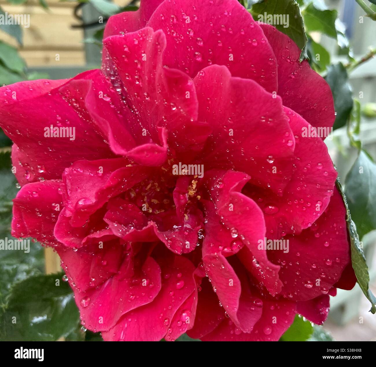Dew on rose hi-res stock photography and images - Alamy