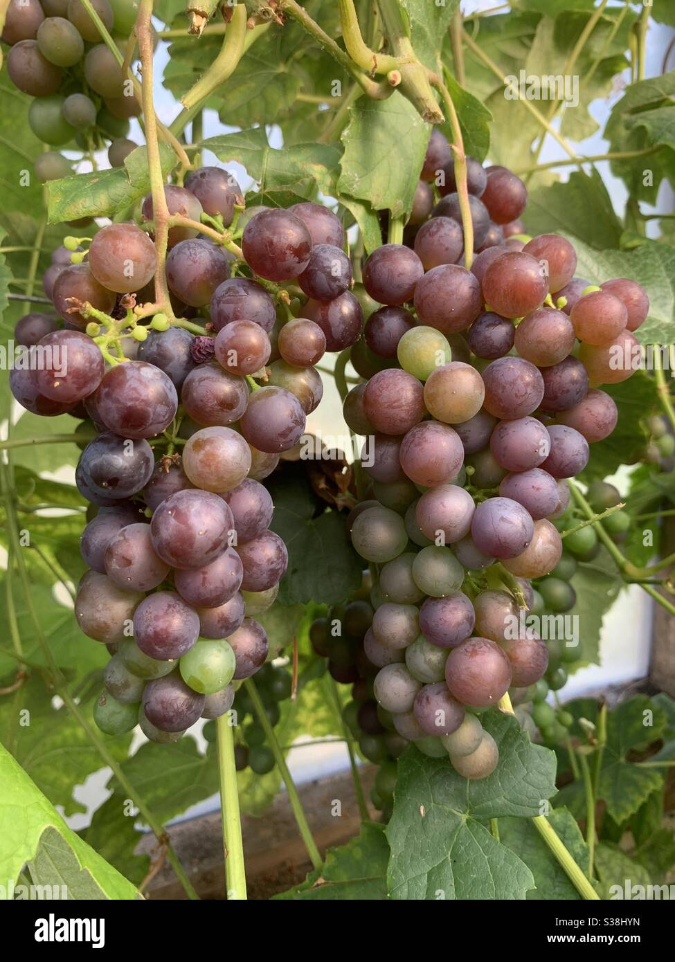 Two bunches of red Hamburg grapes seen ripening in the greenhouse of the allotment during summer. Stock Photo