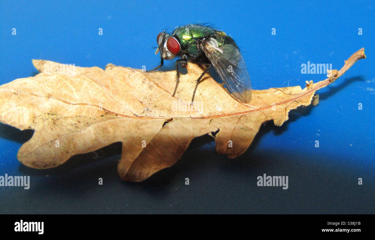 Macro Photography - Bluebottle on a leaf - Smartphone Captured Stock Image