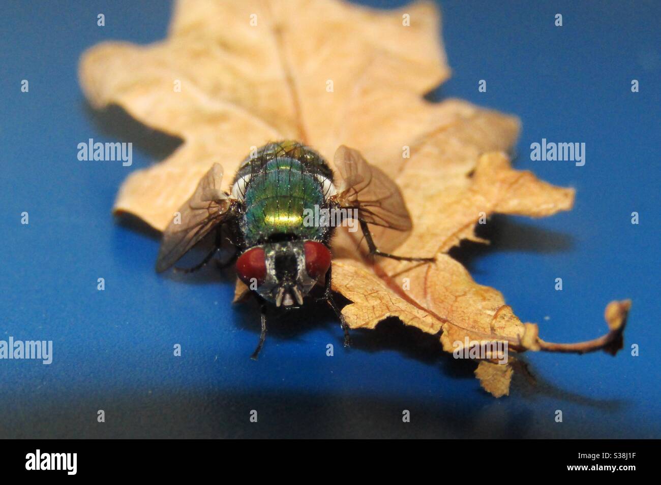 Macro Photography- Bluebottle on a leaf - Smartphone Captured Stock Image