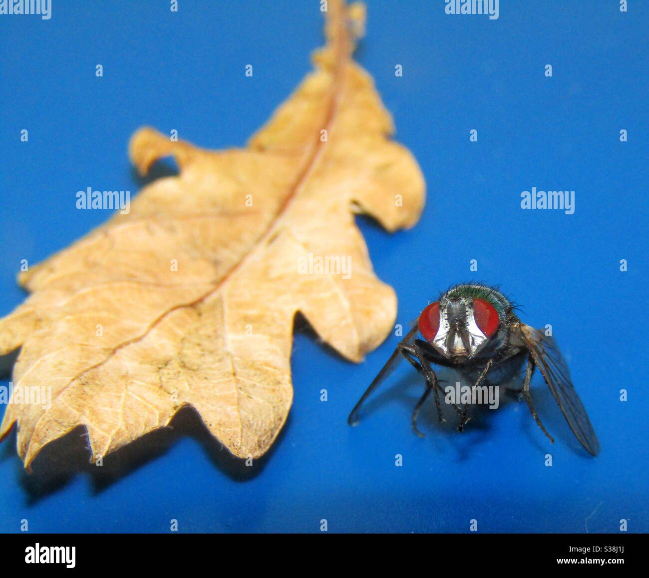Macro photography - bluebottle On a leaf - Smartphone Captured Stock Image