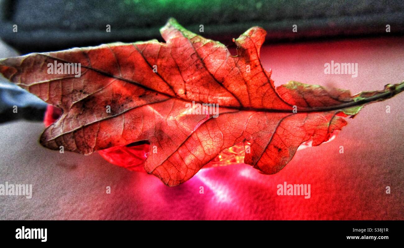Macro photography - Leaf with red light - Smartphone Captured Stock Image