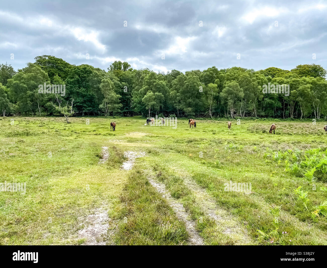 The New Forest in Hampshire, UK. Typical scene showing the New Forest ponies who, although owned, roam freely in the forest - Smartphone Captured Stock Image