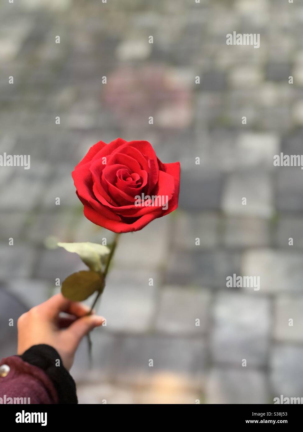 person holding rose Stock Photo