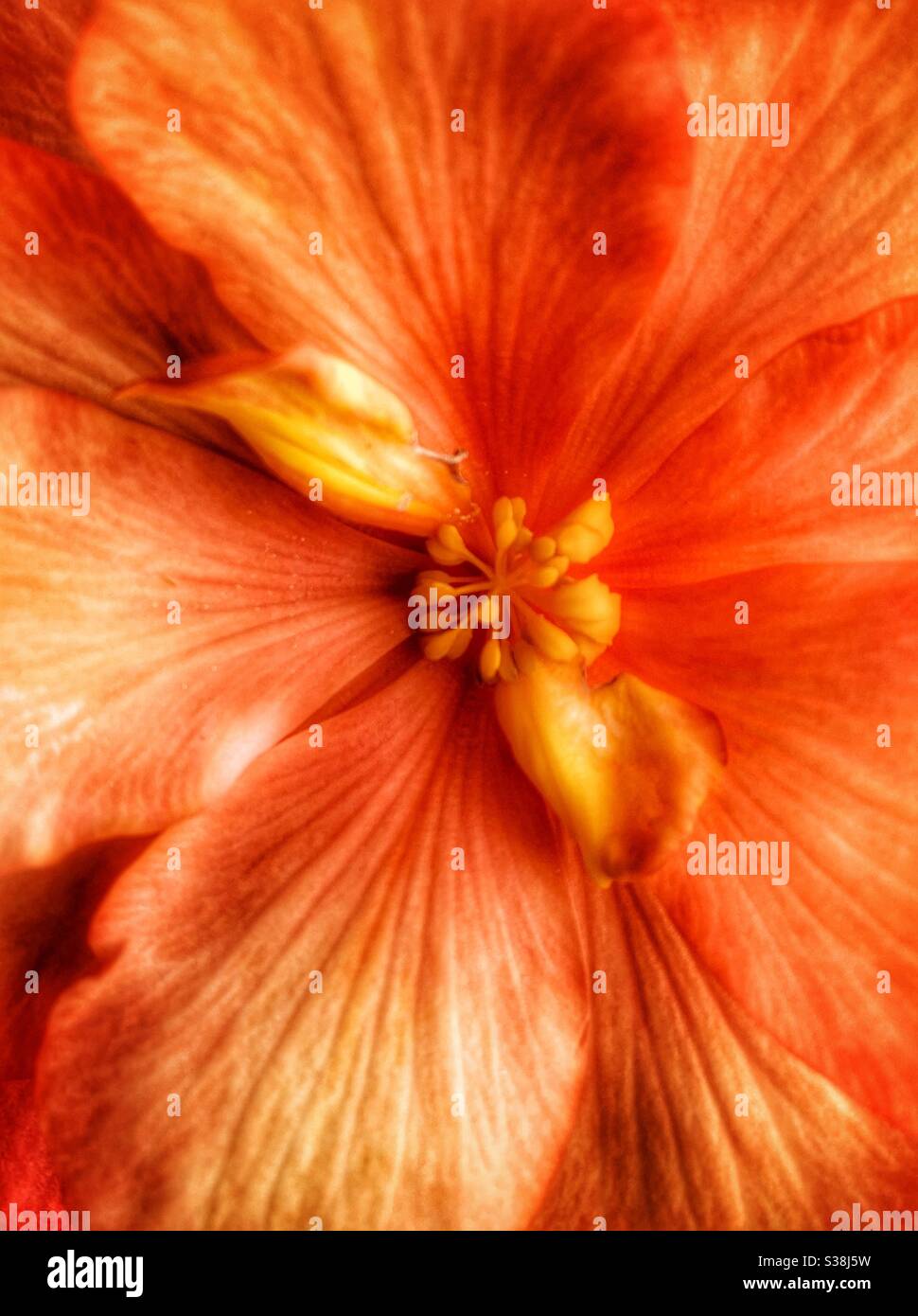 Begonia flower, beautiful soft orange in colour. - Smartphone Captured Stock Image