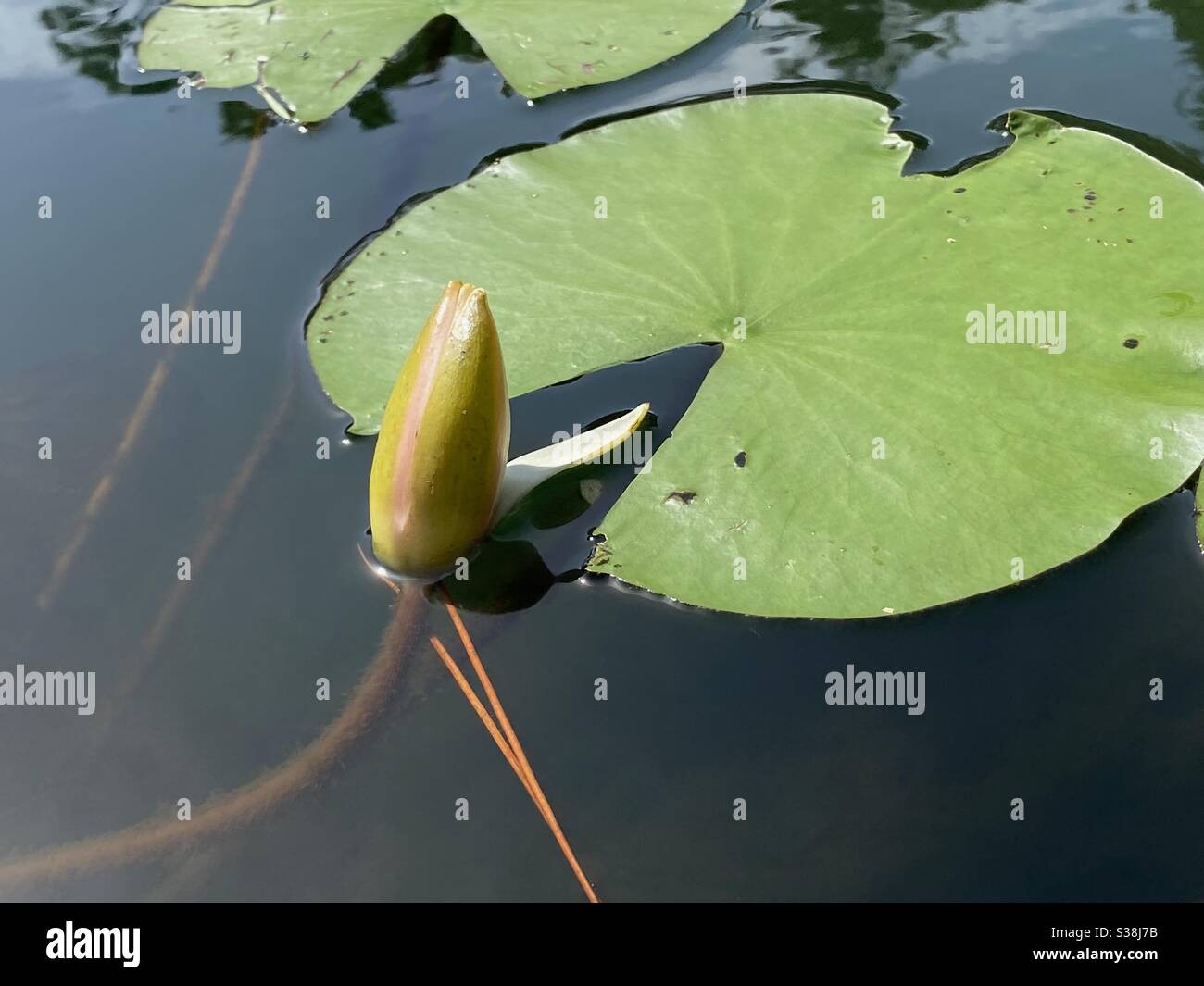 Bud of a lotus, lily pad in a pond - Smartphone Captured Stock Image