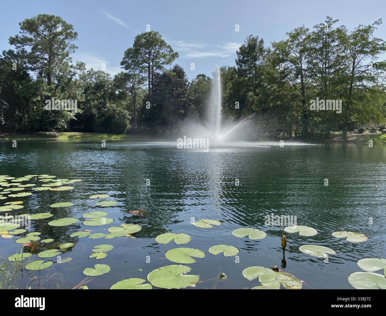 Water lily pad pond with fountain - Smartphone Captured Stock Image