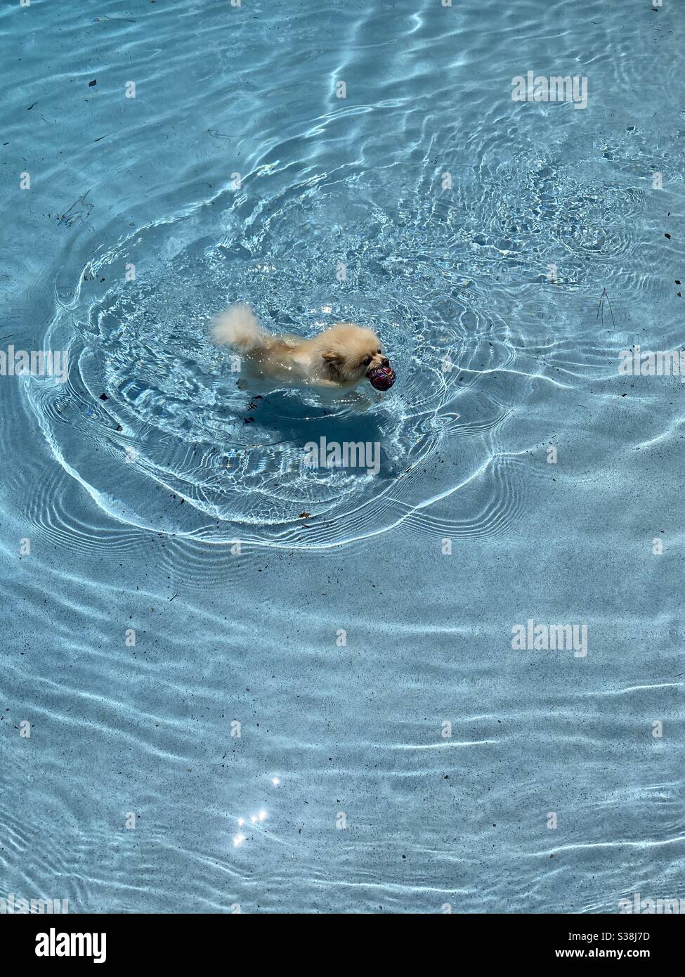 Pomeranian dog with a ball in his mouth in swimming pool - Smartphone Captured Stock Image