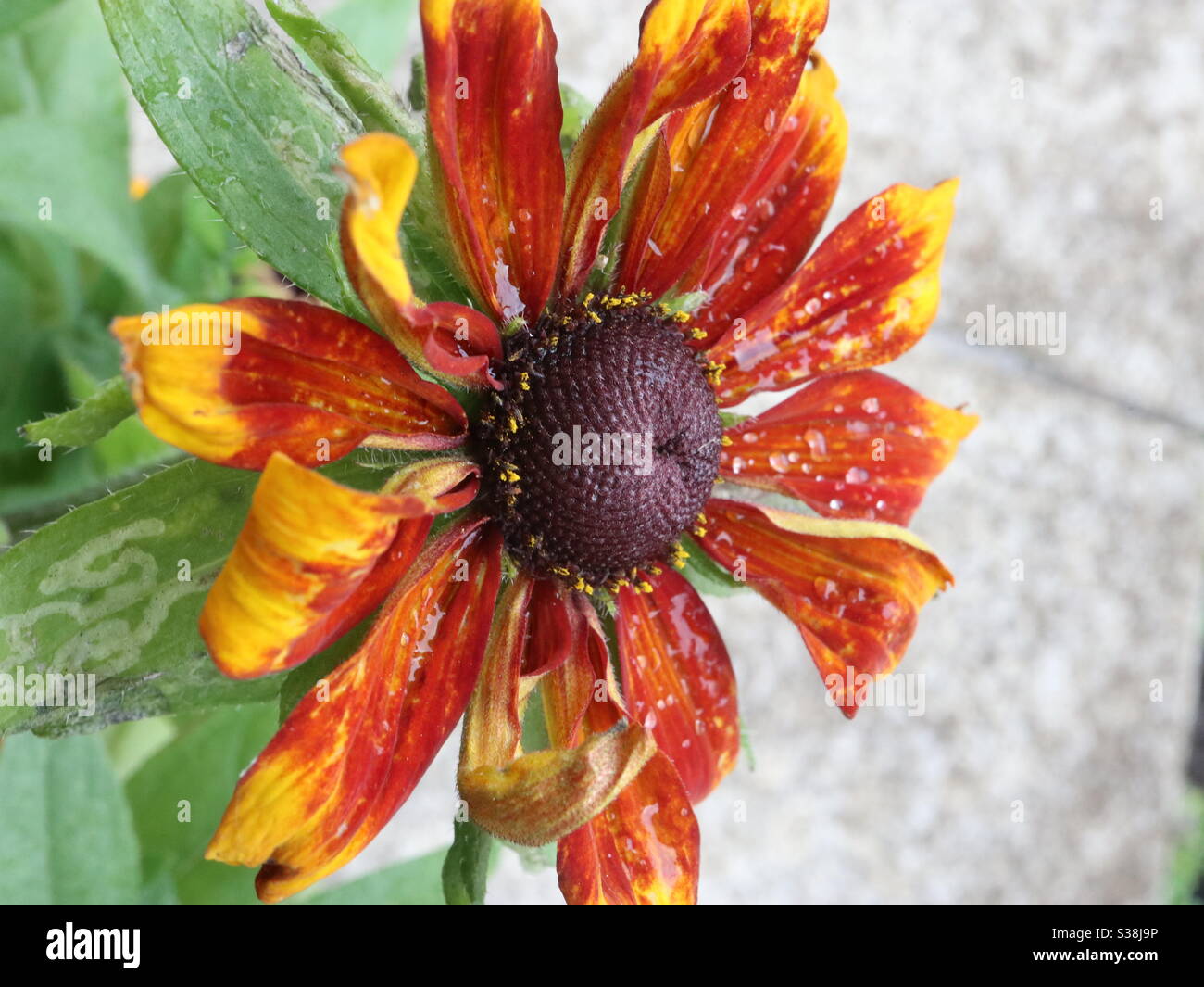 Sneezeweed after a rain shower Stock Photo