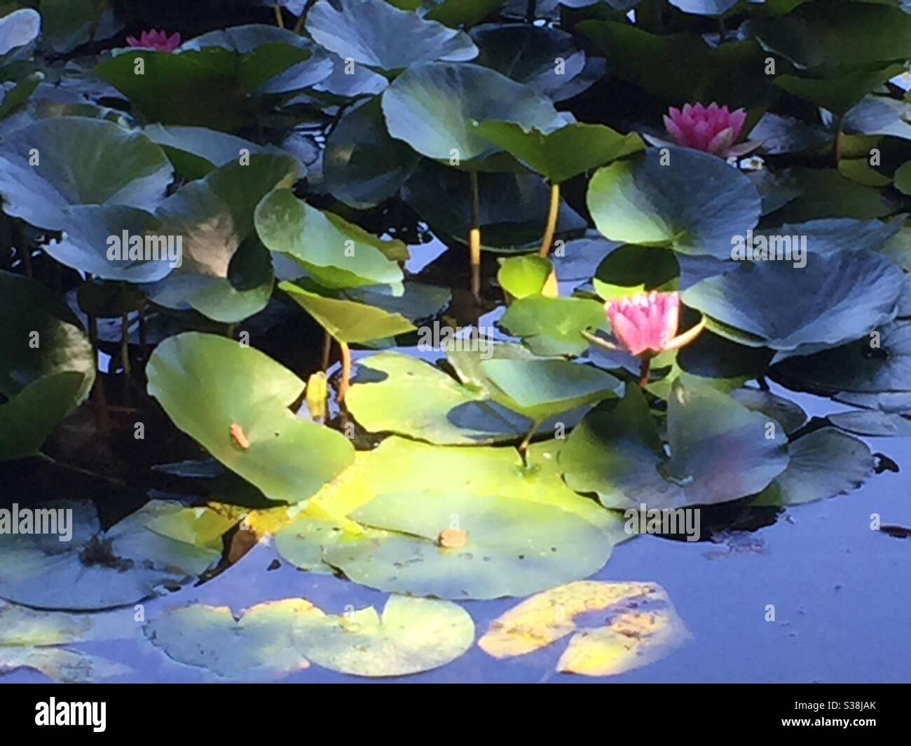 Pink waterlilies highlighted by a beam of sunlight Stock Photo