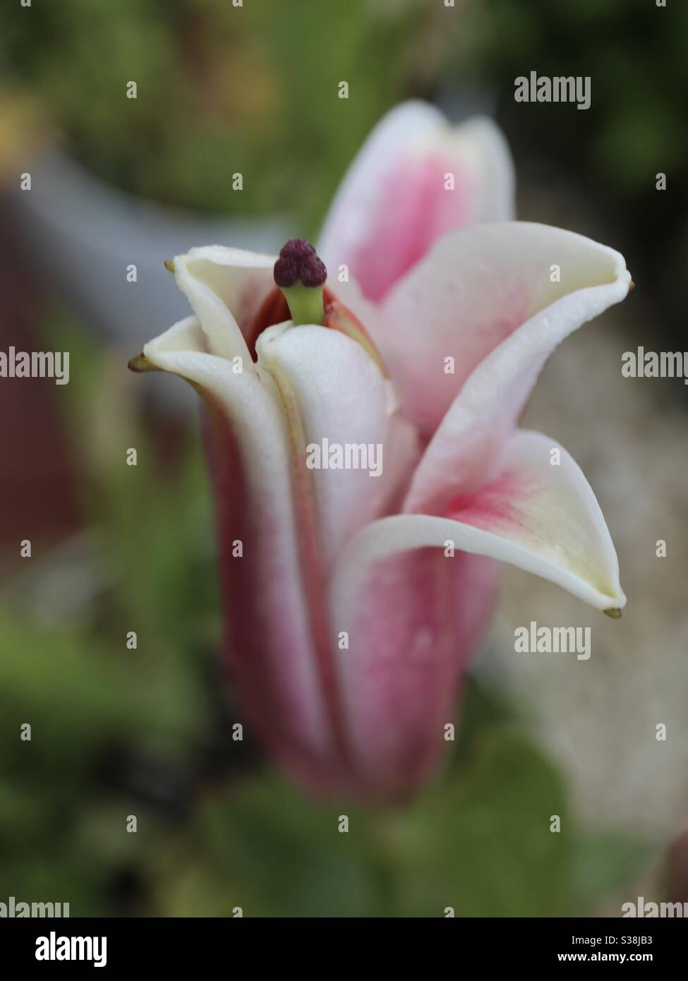 Summer Lily about to blossom in the summer rain - Smartphone Captured Stock Image